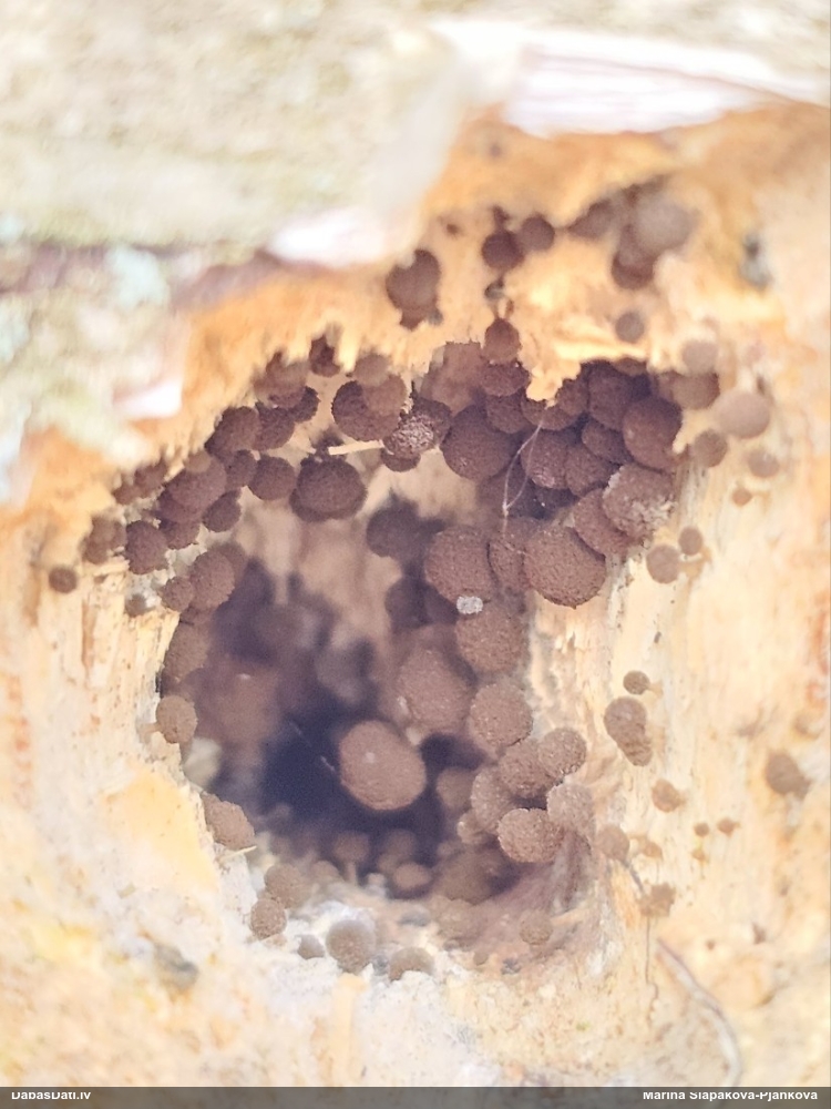 Dižskābaržu fleogena