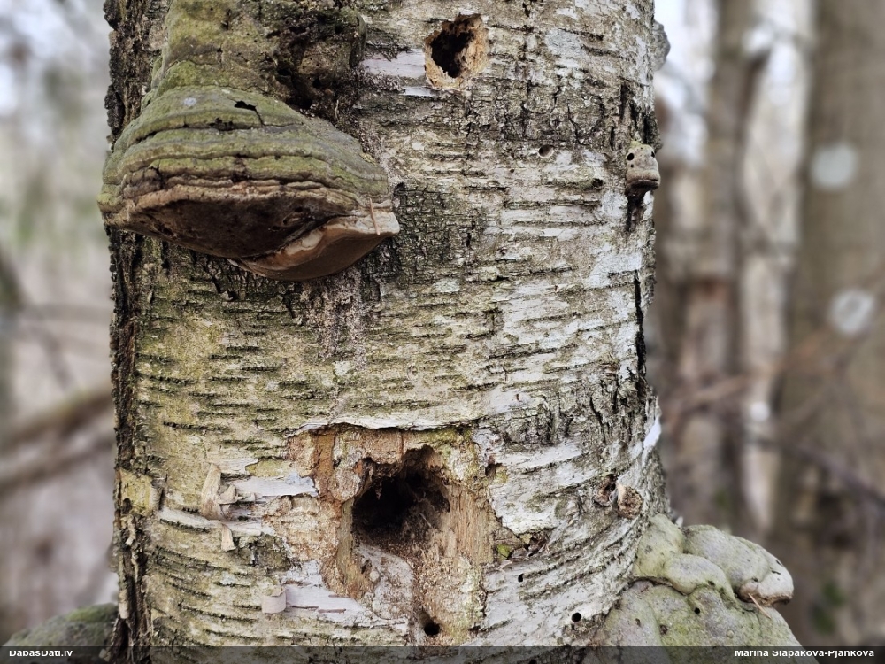 Dižskābaržu fleogena