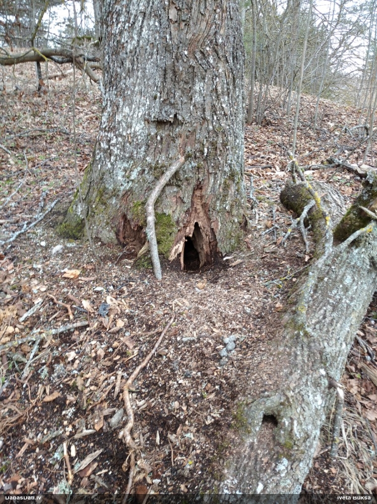 Lapkoku praulgrauzis