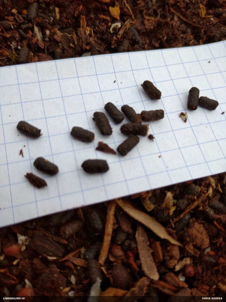 Lapkoku praulgrauzis