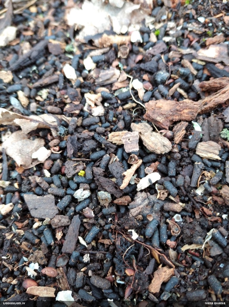 Lapkoku praulgrauzis