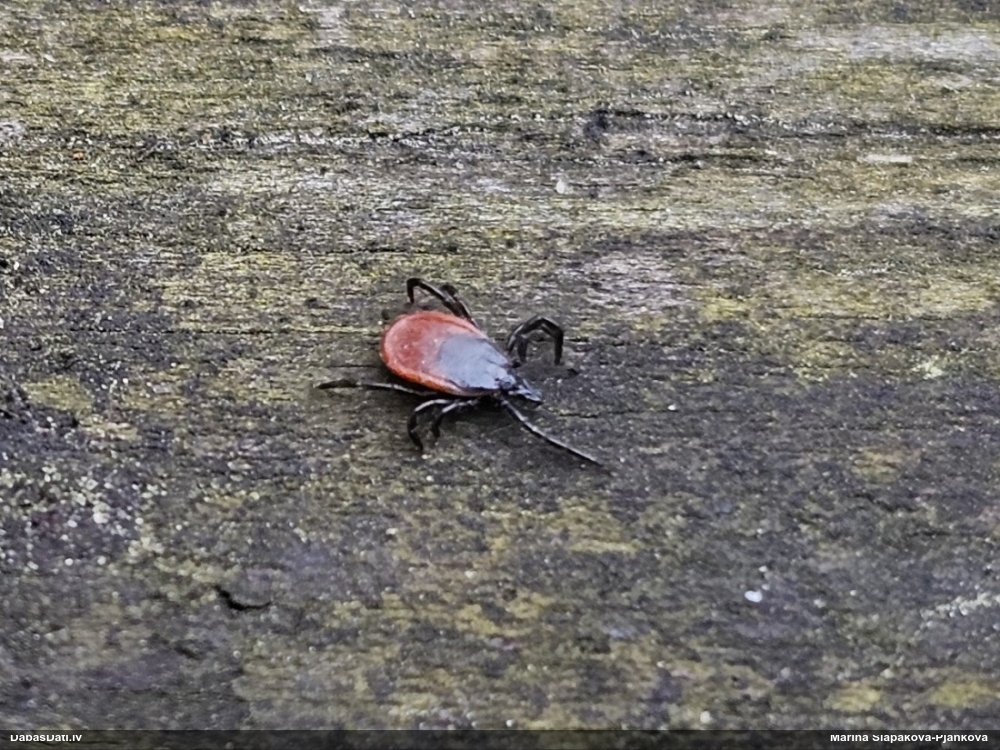 Ganībērce Ixodes sp.