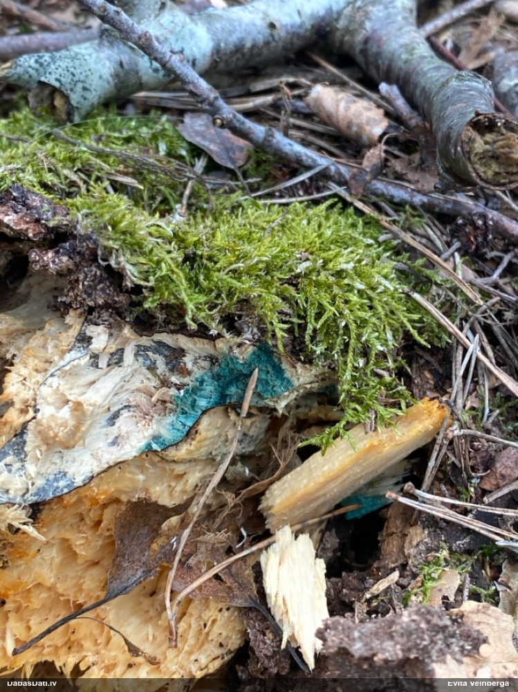 Zilzaļā hlorociborija