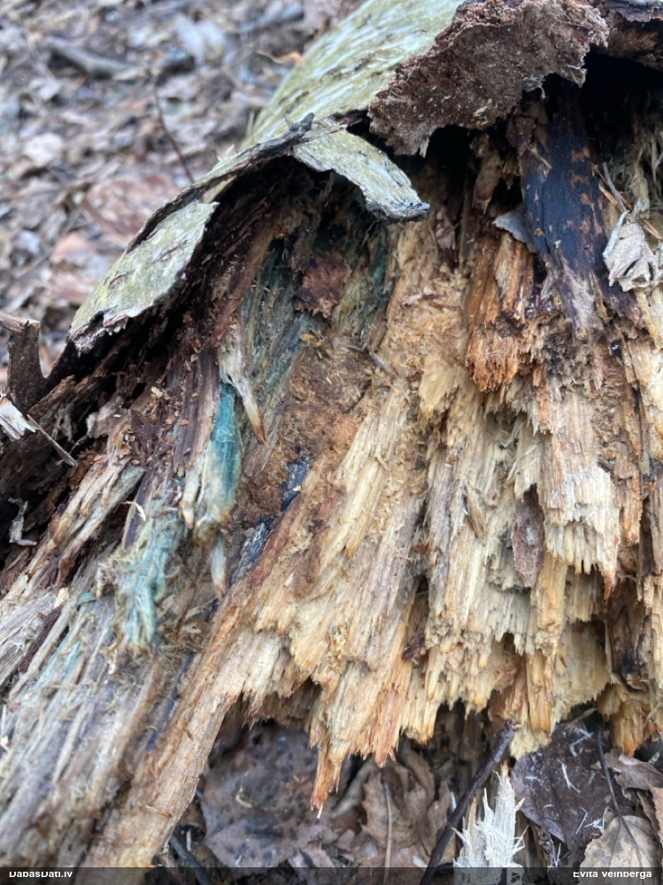 Zilzaļā hlorociborija