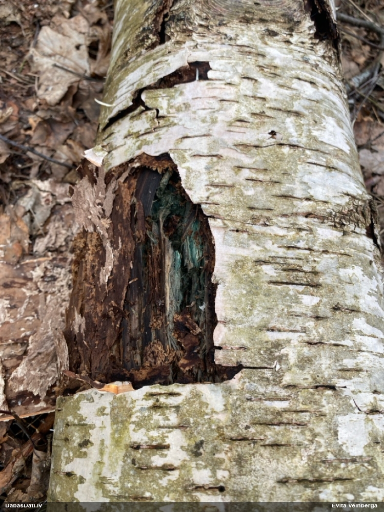 Zilzaļā hlorociborija