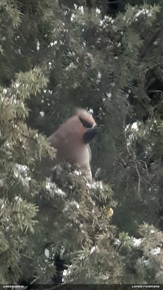 свиристель