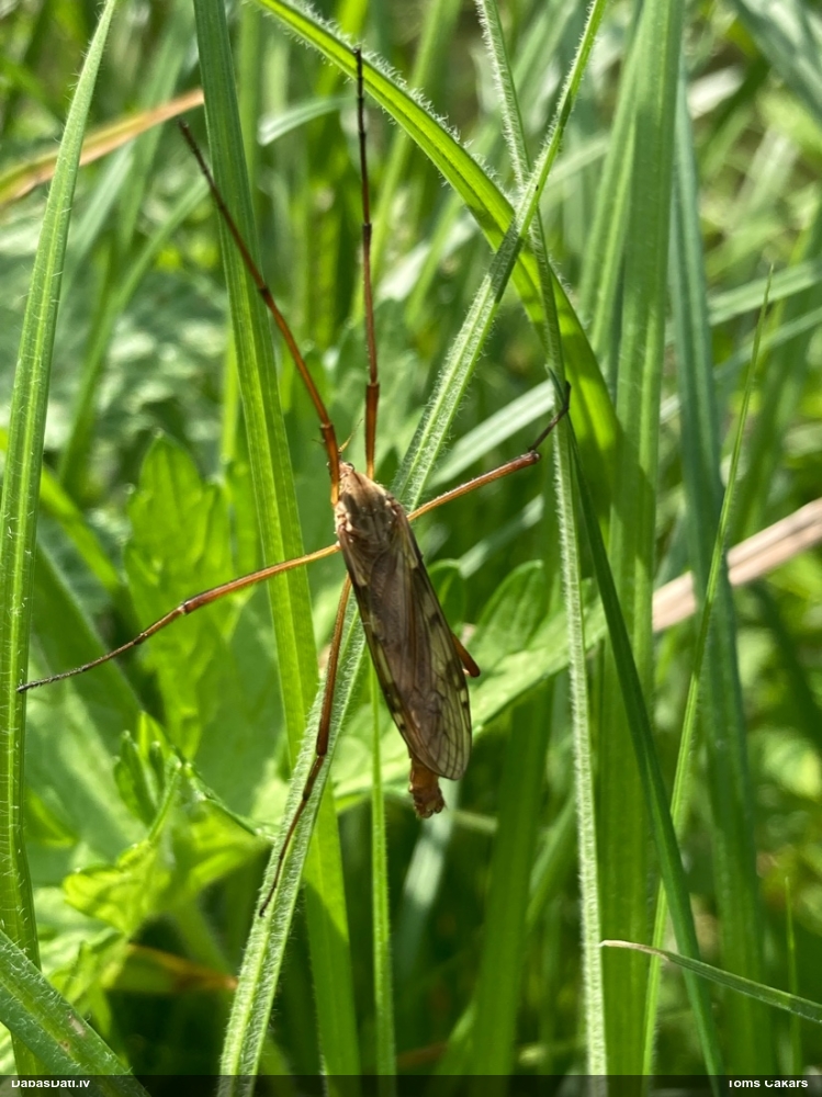 Trauslkājods Eutonia barbipes