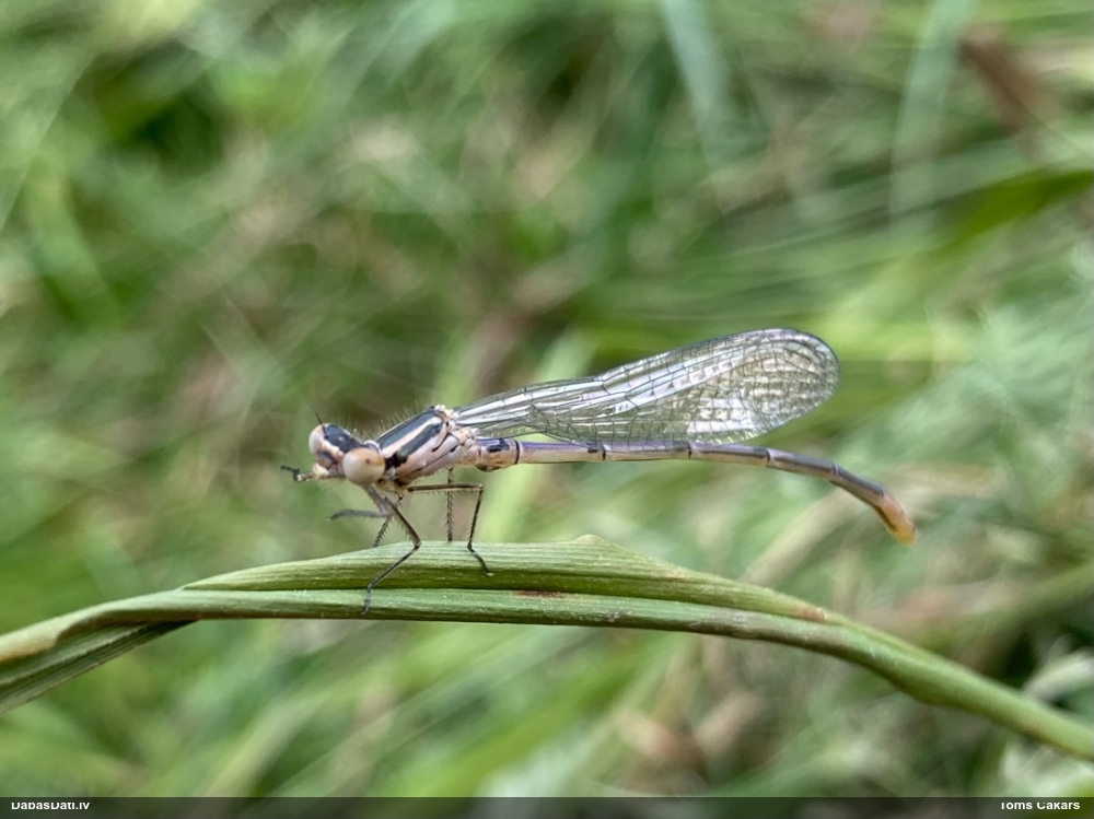 Ezeru krāšņspāre