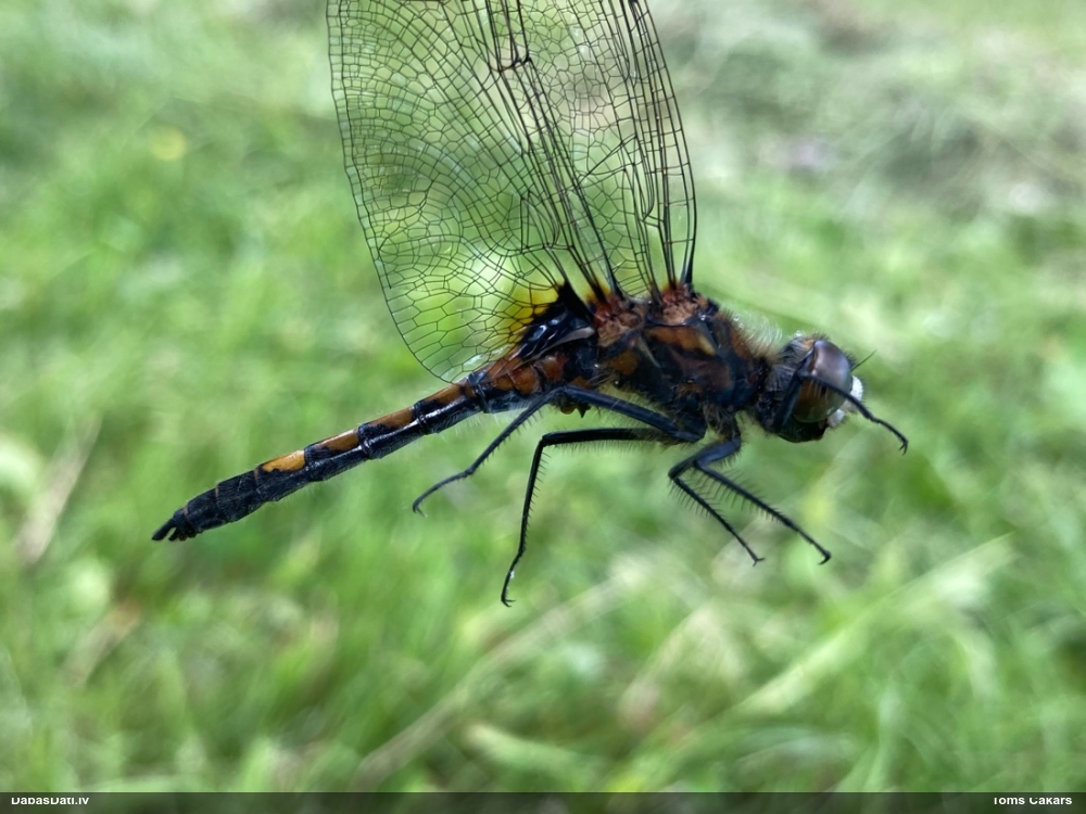 Spilgtā purvuspāre