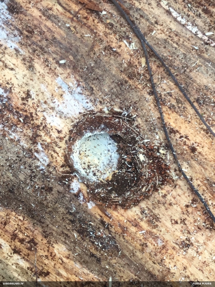 Skujkoku ligzdu koksngrauzis