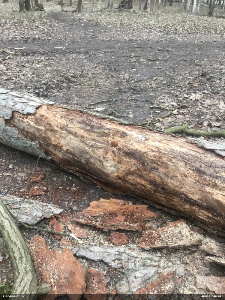 Skujkoku ligzdu koksngrauzis