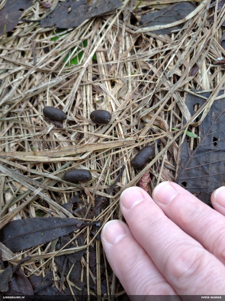 европейская косуля