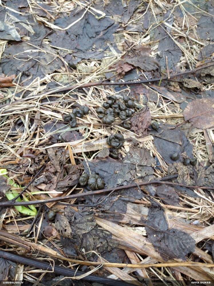 Zīdītājs (nenoteikts)