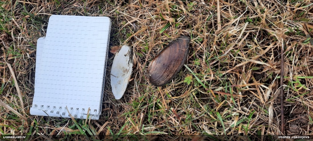 Ķīļveida perlamutrene