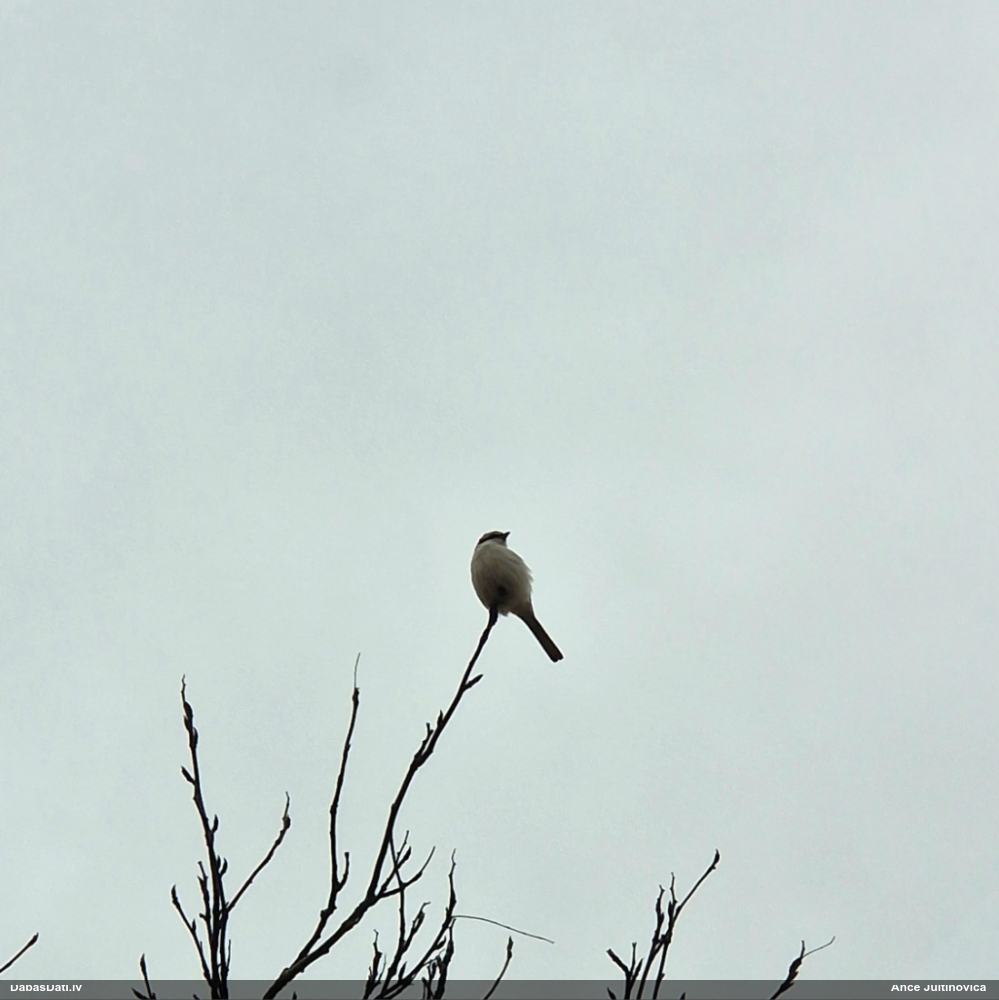 большой сорокопут