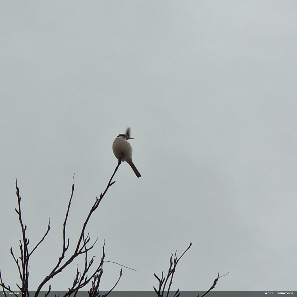 большой сорокопут