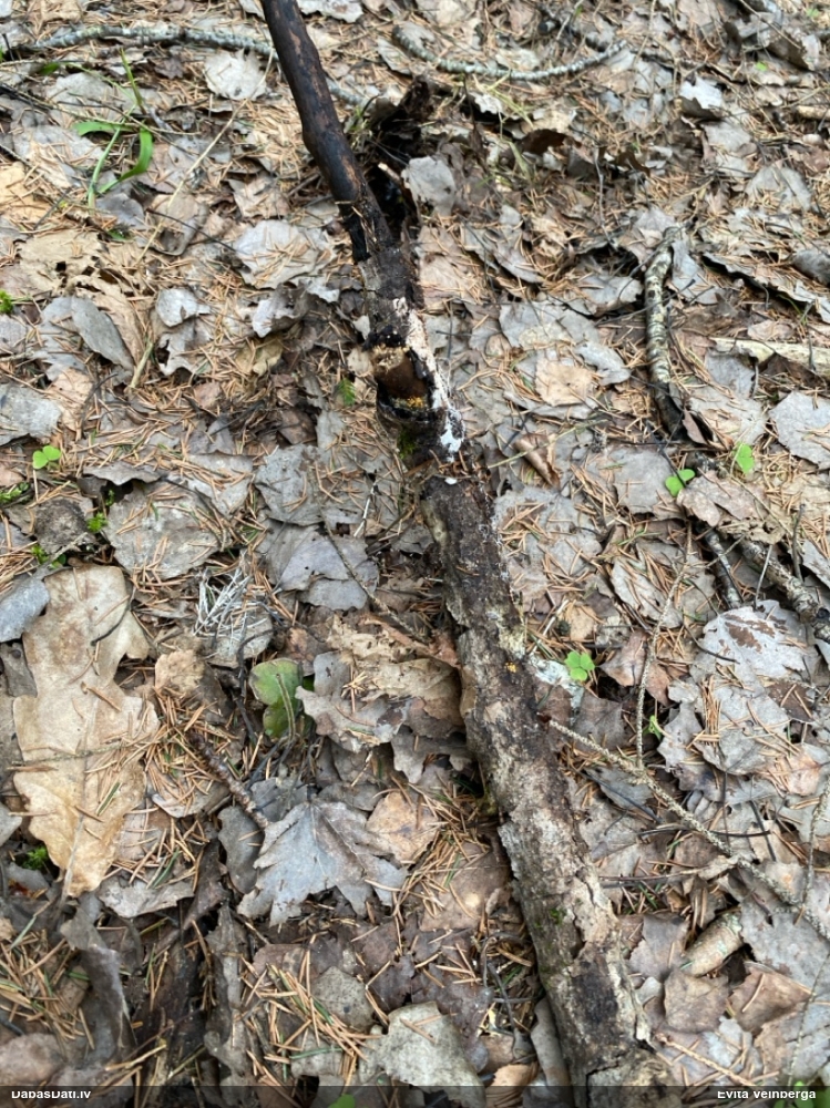 Gļotsēne (nenoteikta)