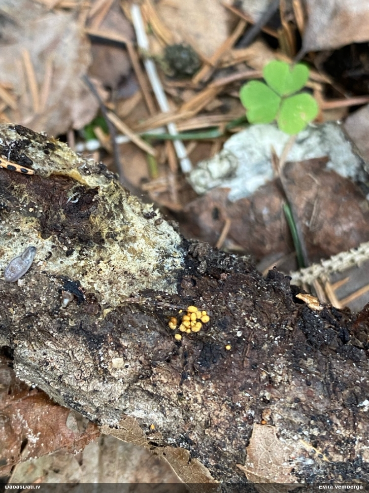 Gļotsēne (nenoteikta)