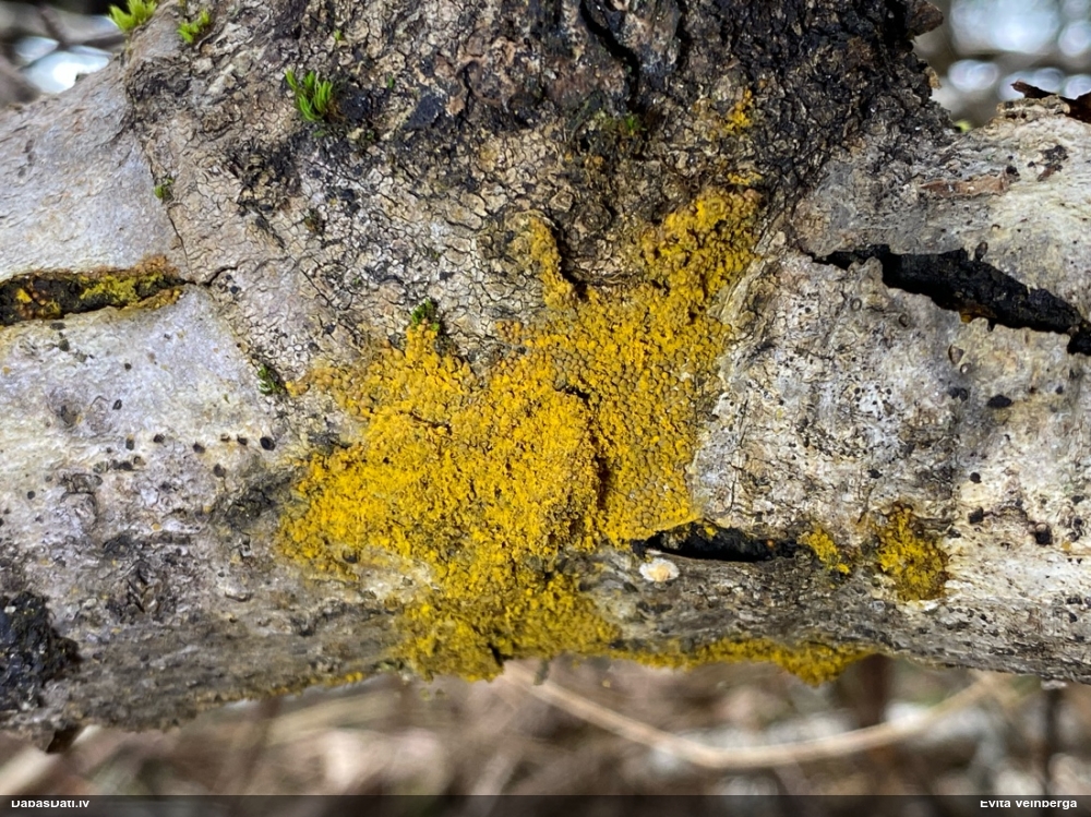 Trihija, hemitrihija (nenoteikta)