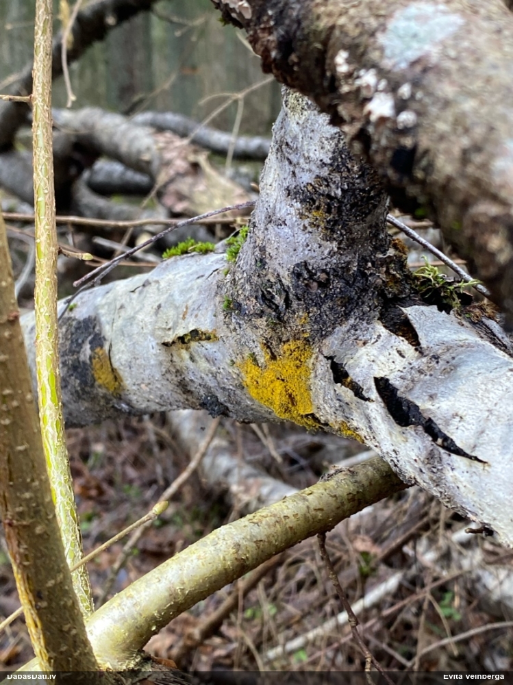 Trihija, hemitrihija (nenoteikta)