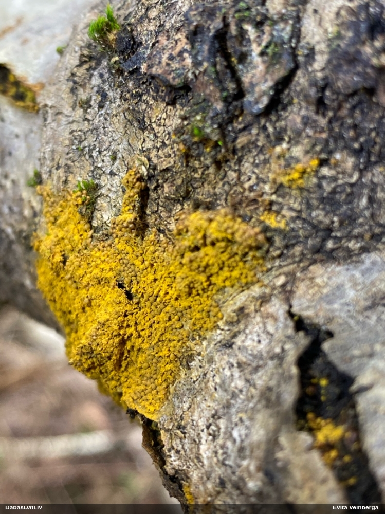 Trihija, hemitrihija (nenoteikta)