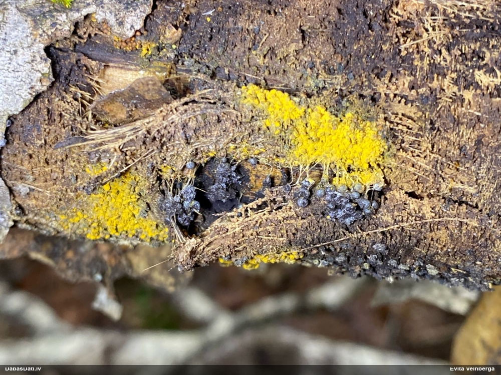 Vīnogķekaru badhāmija