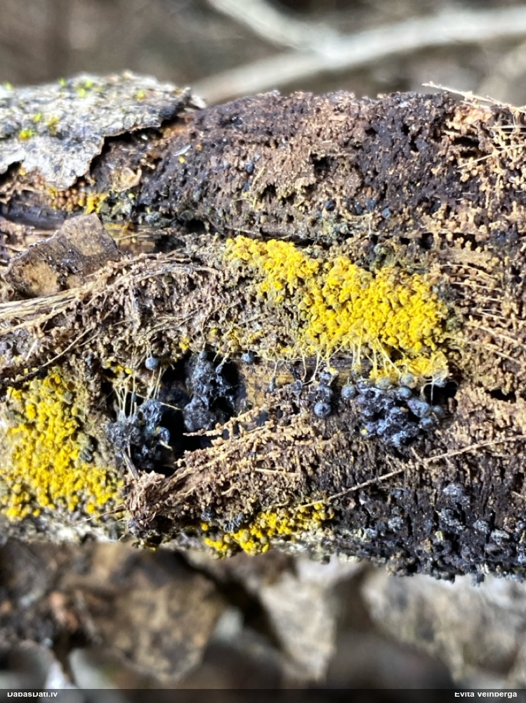 Vīnogķekaru badhāmija