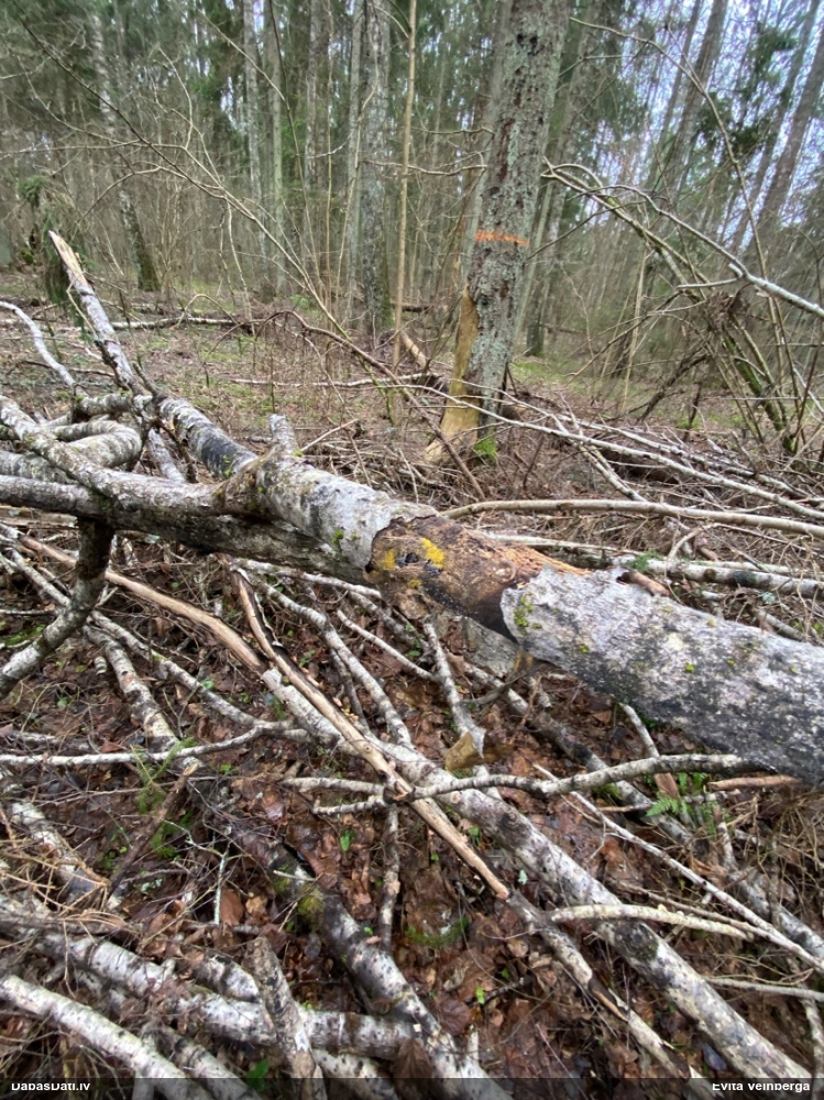 Vīnogķekaru badhāmija