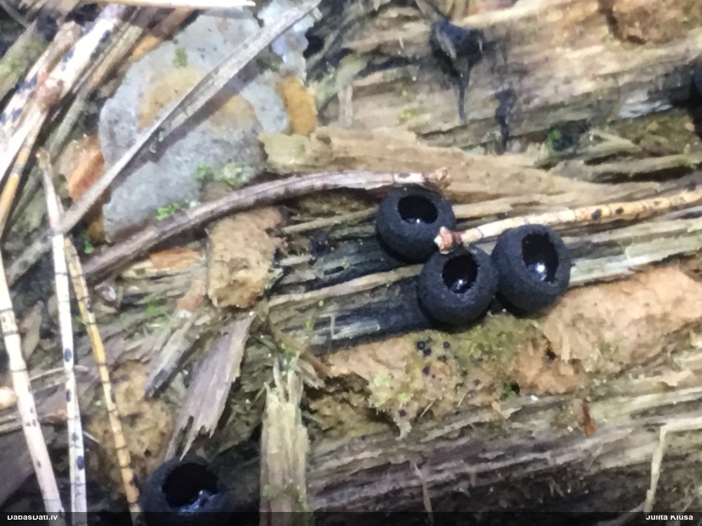 Melnā spožkausene (pseidoplektānija)