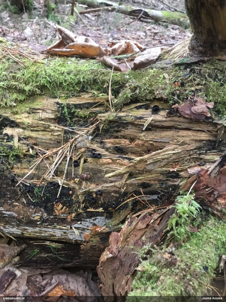 Melnā spožkausene (pseidoplektānija)