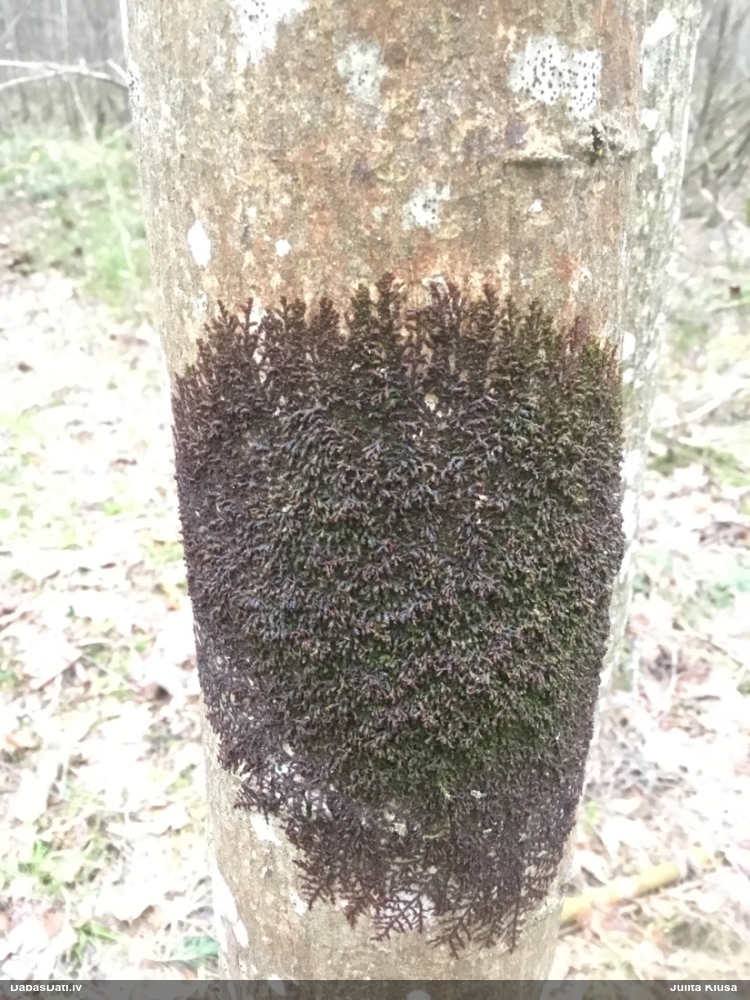 Izplestā frulānija