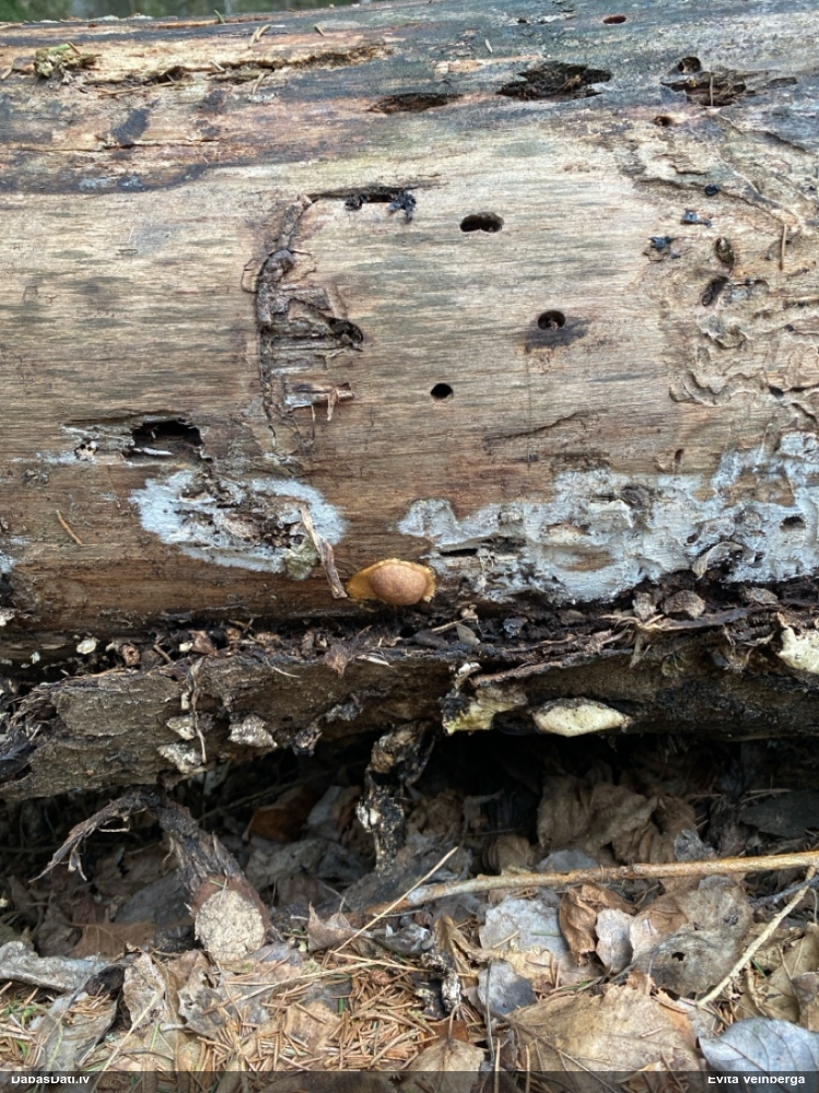 Gludais ragansviests