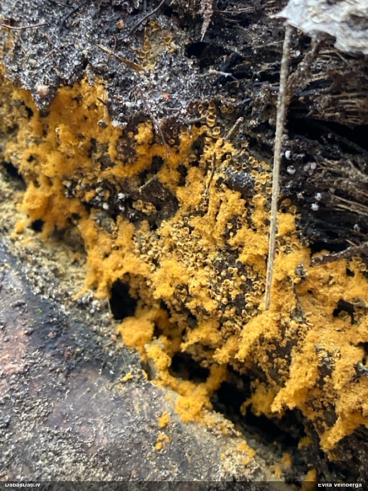 Trihija, hemitrihija (nenoteikta)