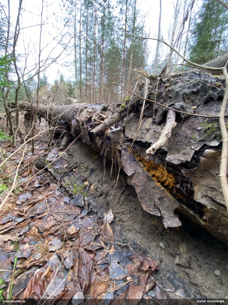 Trihija, hemitrihija (nenoteikta)