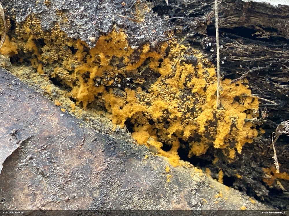 Trihija, hemitrihija (nenoteikta)