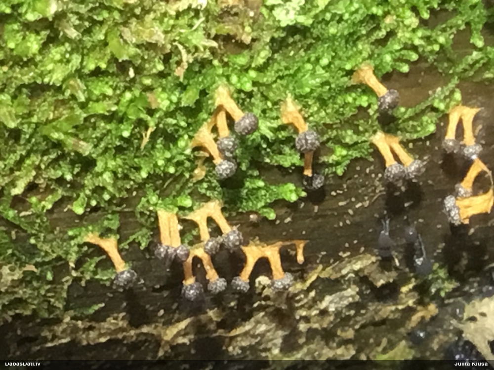 Tīģerkrāsas pārslainīte