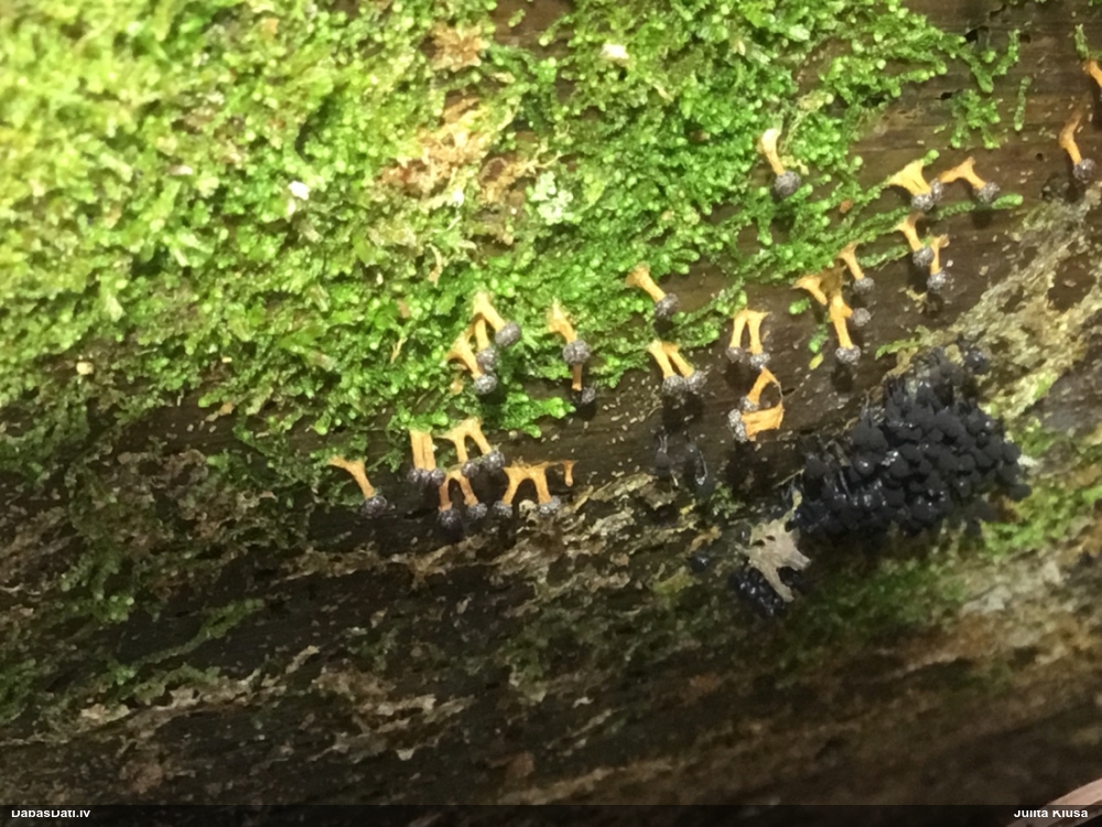 Tīģerkrāsas pārslainīte