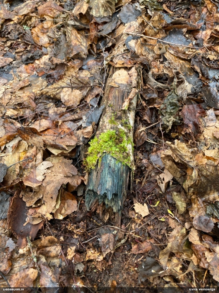 Zilzaļā hlorociborija