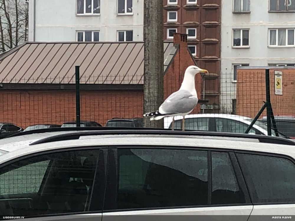 Vilkpienaine (nenoteikta)