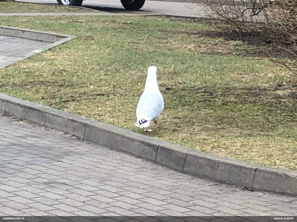 серебристая чайка