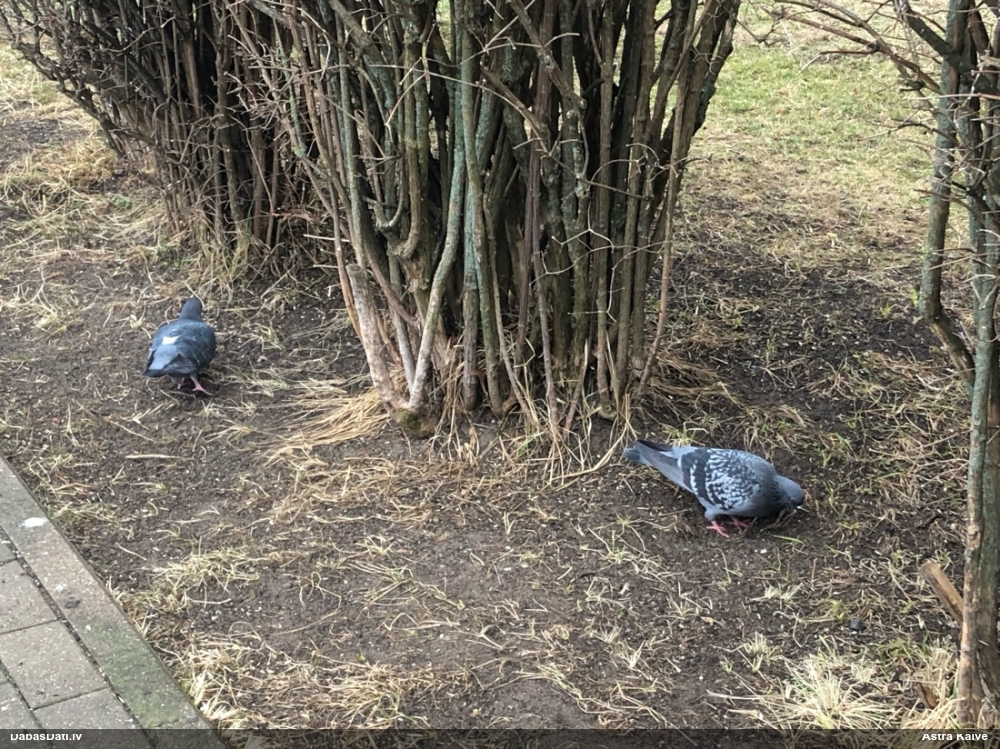 сизый голубь