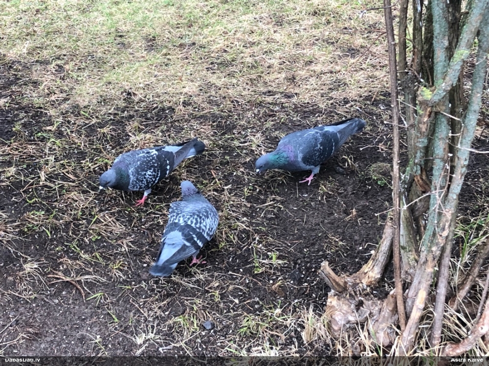 сизый голубь