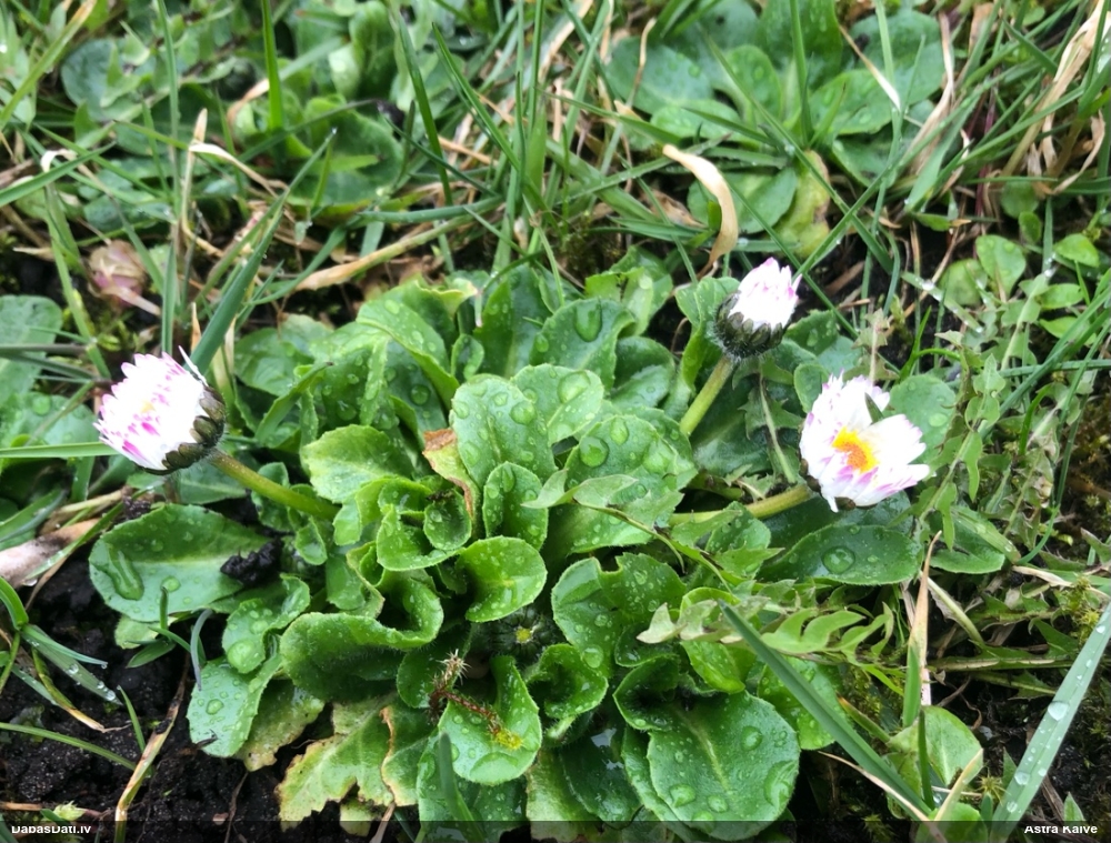 маргаритка многолетняя