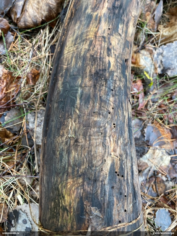 Zilzaļā hlorociborija