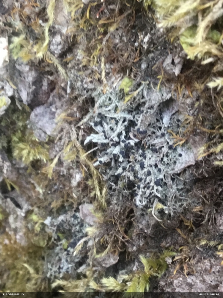 Ķērpis Bilimbia tetramera