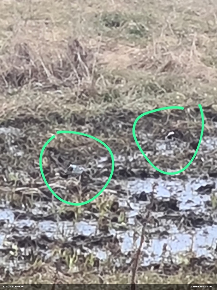 белая трясогузка