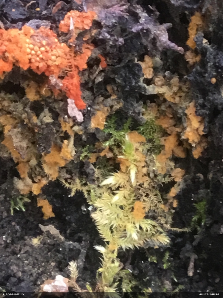 Daudzveidīgā trihija