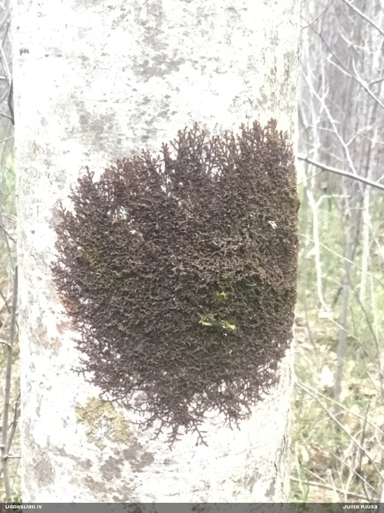 Izplestā frulānija