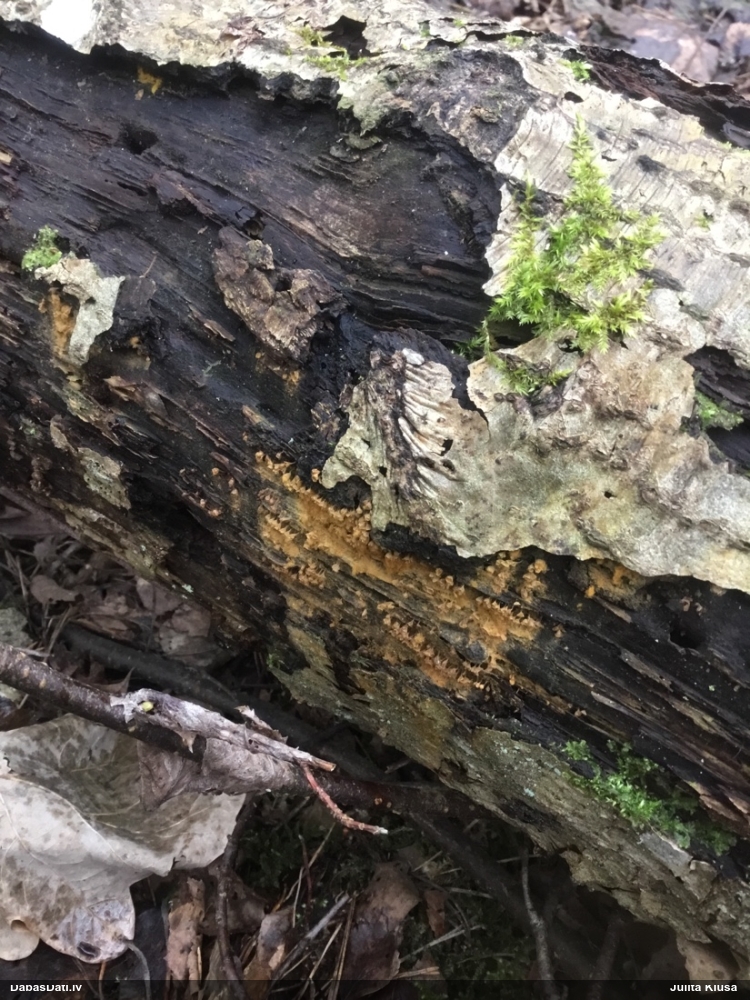 Maldinošā kājpilīte (bij. maldinošā trihija)