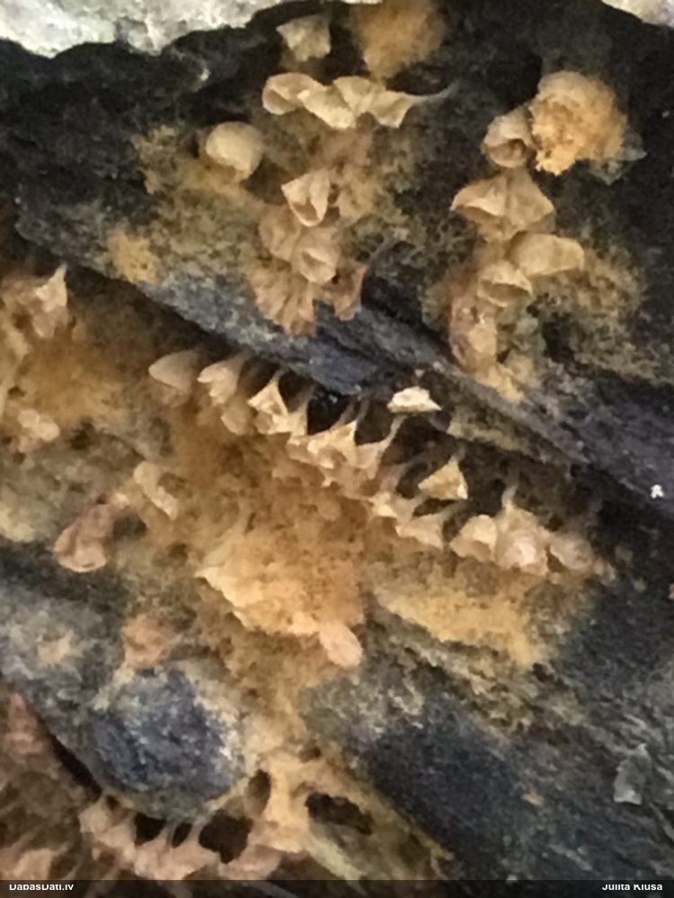 Maldinošā kājpilīte (bij. maldinošā trihija)